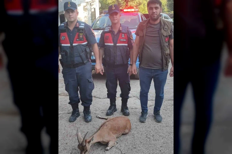 Yaralı dağ keçisini jandarma kurtardı