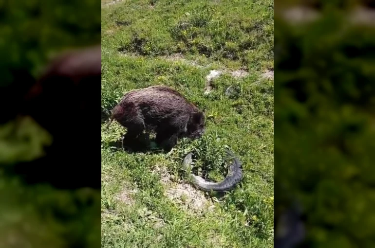 Yaralı domuz köy yakınlarında görüntülendi