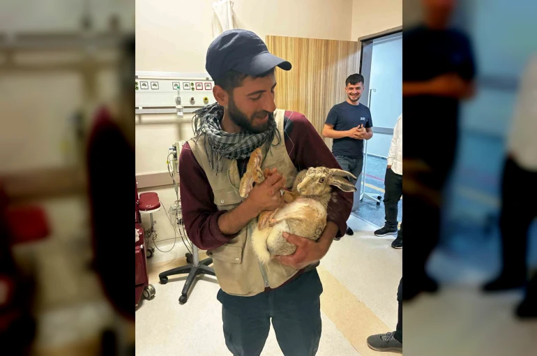 Yaralı hamile tavşan, devlet hastanesi bahçesinde tedavi edildi