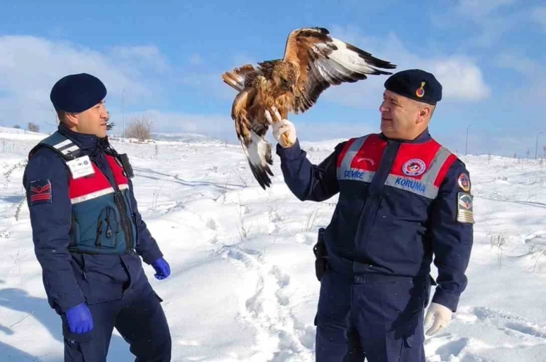 Yaralı kızıl şahin koruma altına alındı