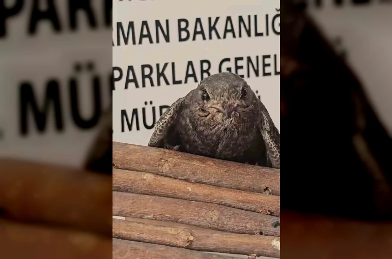 Yaralı kuşlar Doğa Koruma ve Milli Parklar ekipleri sayesinde hayata tutundu