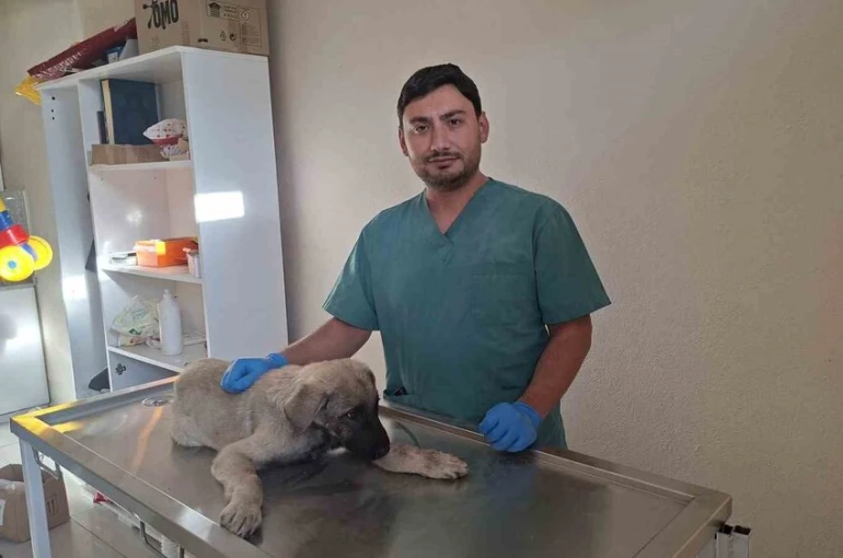 Yaralı sokak köpeğine belediye sahip çıktı 