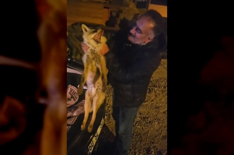 Yaralı tilki için seferber oldu 