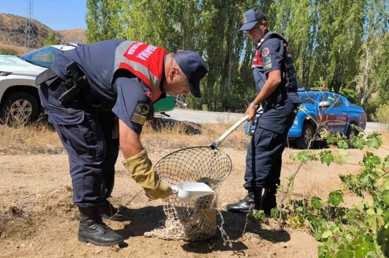 Yaralı tilki koruma altına alındı