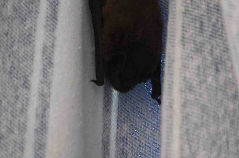 Yarasa balkon perdesini yuvaya dönüştürdü, ev sahibi ‘Batman’ adını verdi