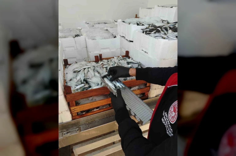 Yasal boy sınırlarının altında avlanılan lüfer ve istavritlere el konuldu