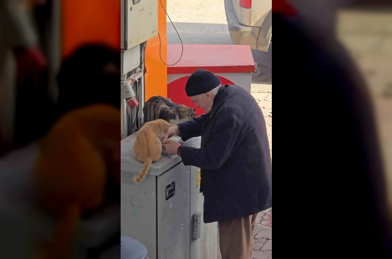 Yaşlı adamın sokak kedilerine şefkati yürekleri ısıttı
