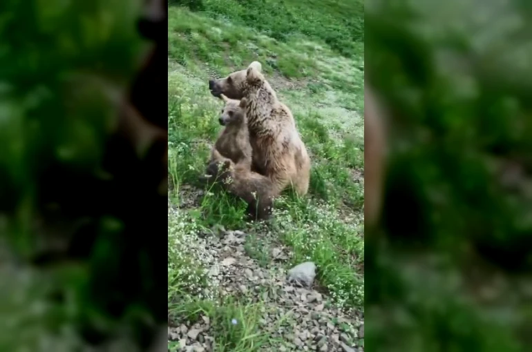 Yavru ayıların sevimli halleri dron kamerasında