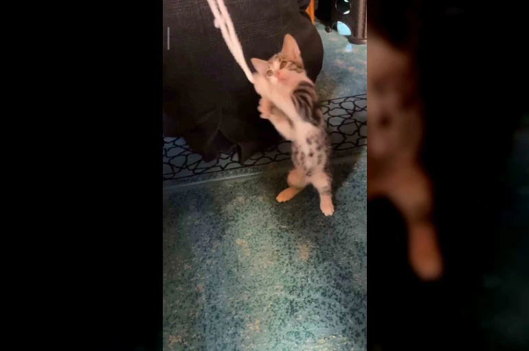 Yavru kedi camide vaaz sırasında cemaatle ve tesbihle oynadı