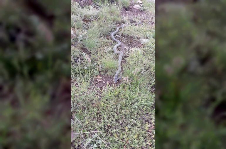 Yaylada görülen engerek yılanı merak ve korkuya neden oldu