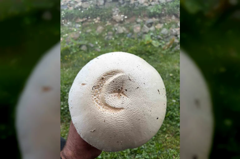 Yayladaki ay yıldızlı mantar görenleri şaşırttı
