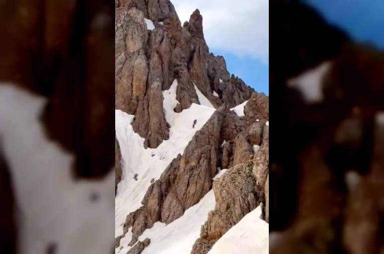 Yaz ortasında karlı zirvede ayı sürprizi