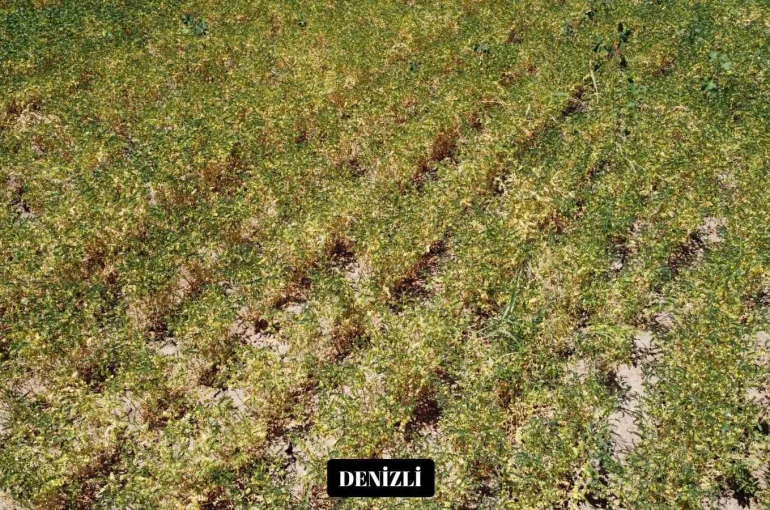 Yeni nohut çeşidi Denizli’nin dışında ekilen bölge illerinde de yüksek verim verdi