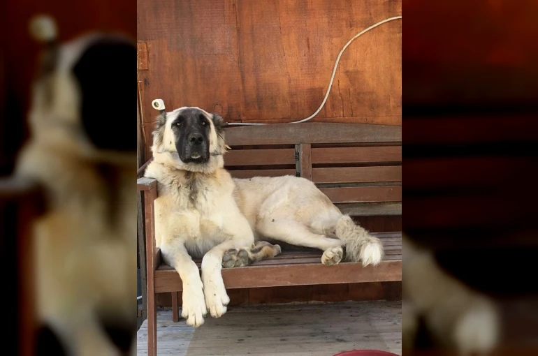 Yerleşim yerinde açılan ateş köpeği vurdu, inceleme başlatıldı