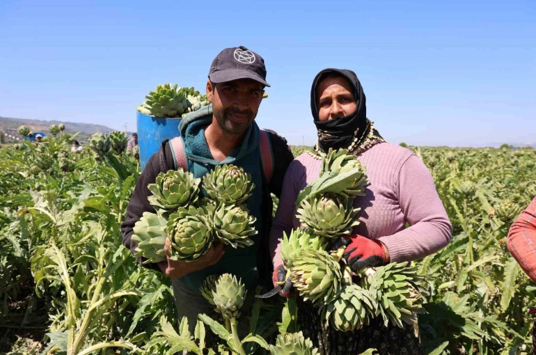 "Yeşil elmas" Aydın’da üretiliyor, yurdun dört bir yanına gönderiliyor