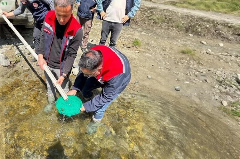 Yığılca’da derelere 50 bin kırmızı benekli alabalık yavrusu bırakıldı