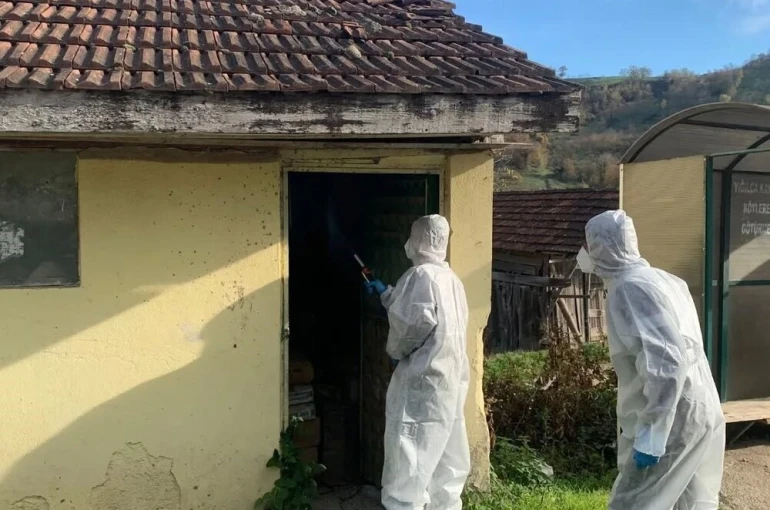 Yığılca’da kahverengi kokarca ile kışlak mücadelesi devam ediyor