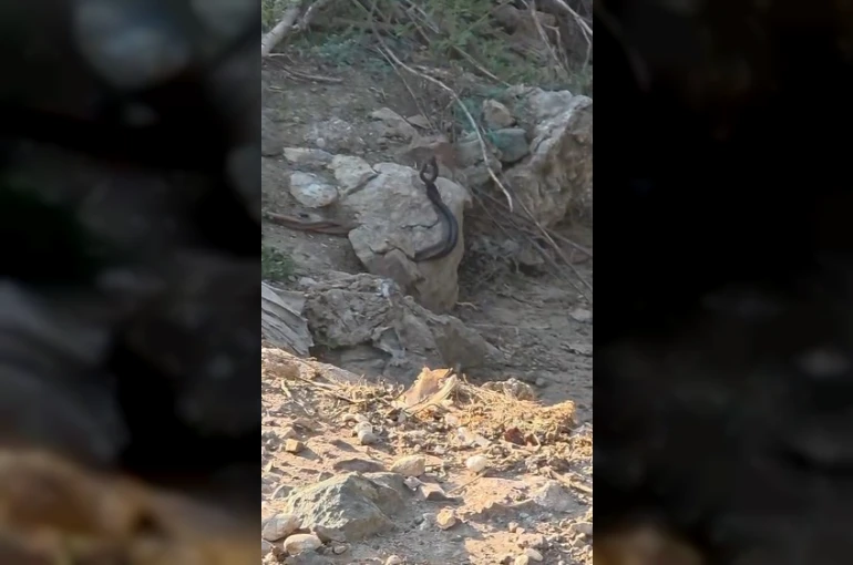 Yılanların çiftleşme dansı kamerada 