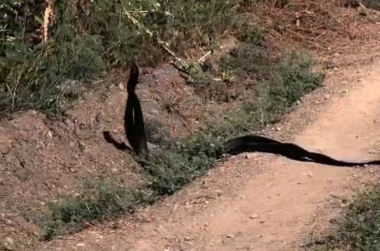 Yılanların dansı kameralara yansıdı
