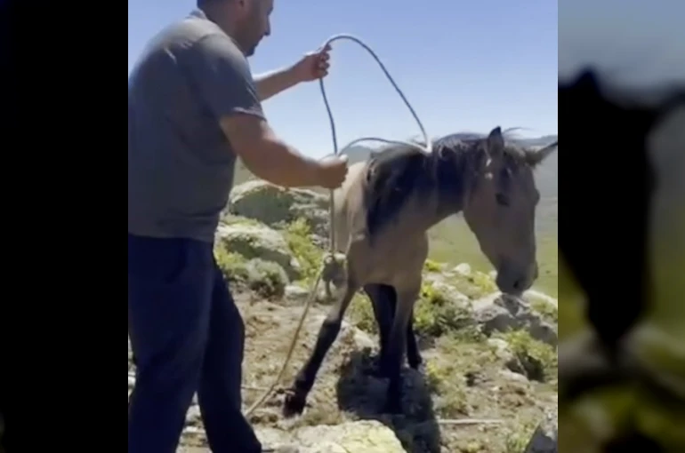 Yılkı atlarıyla ilgili mide bulandıran iddia