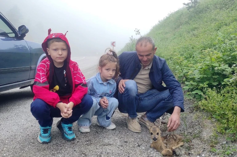 Yol kenarında yaralı halde bulunan yavru karaca, koruma altına alındı