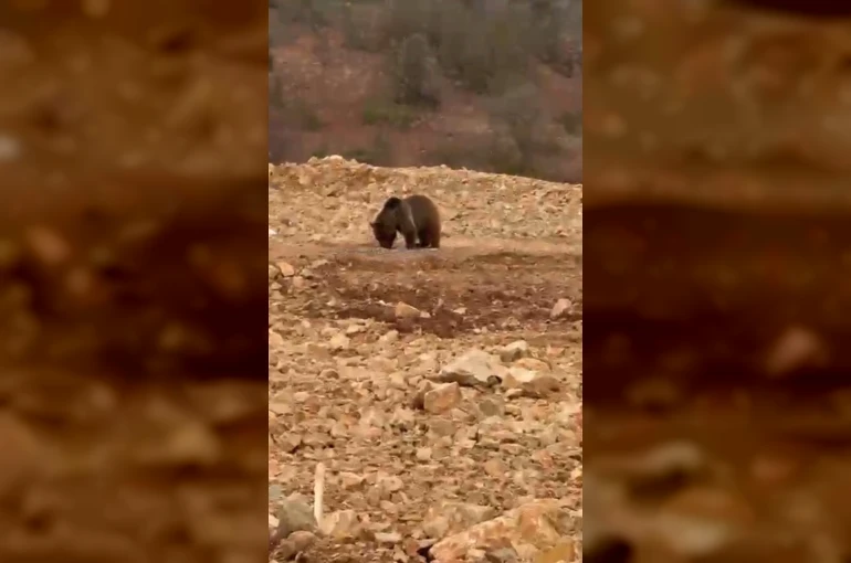 Yol kenarındaki ayıya ’hamsi’ ziyafeti verdiler