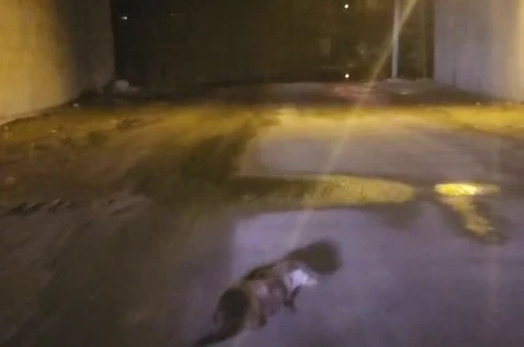 Yol ortasındaki su samuru görüntülendi