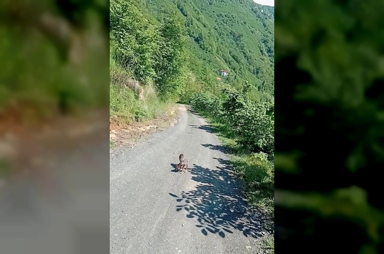 Yolda gördüğü karaca yavrularına Arçil ve Şota adını verdi