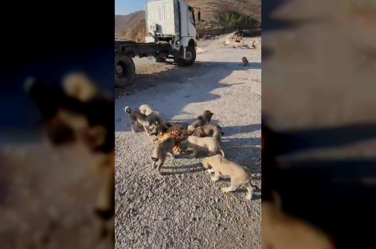 Yolda yalnız değiller: Bayburtlu şoför anne ve yavru köpekleri koca tencere yemekle besledi