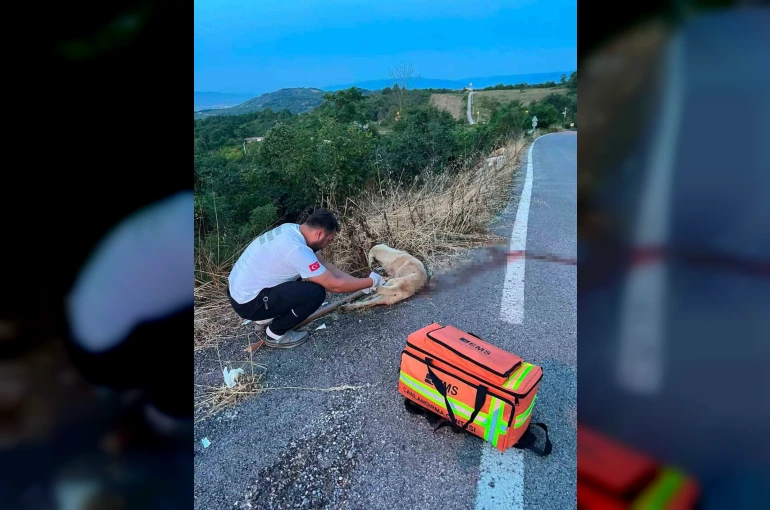 Yolda yaralı köpeğe ilk müdahaleyi sağlık ekipleri yaptı