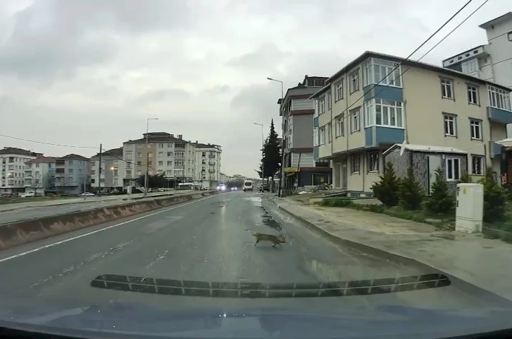 Yoldan geçerken arabanın altında kalan kedi koşarak kaçtı: O anlar araç kamerasına saniye saniye yansıdı