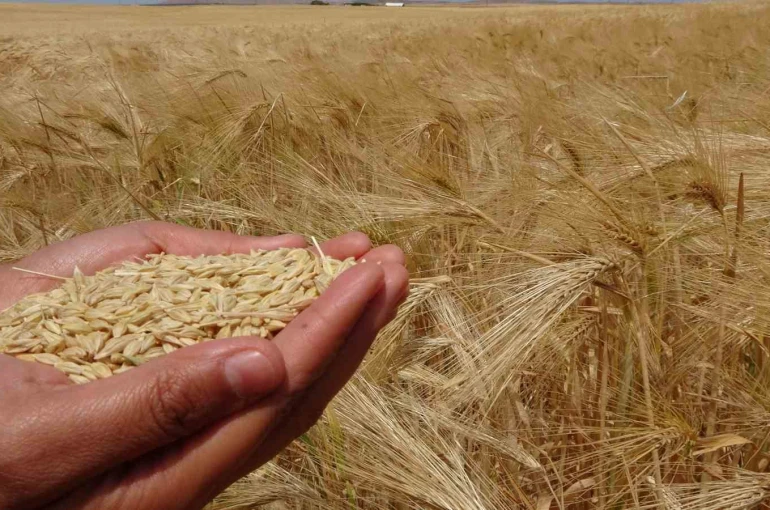 Yozgat’ta arpa hasadı başladı