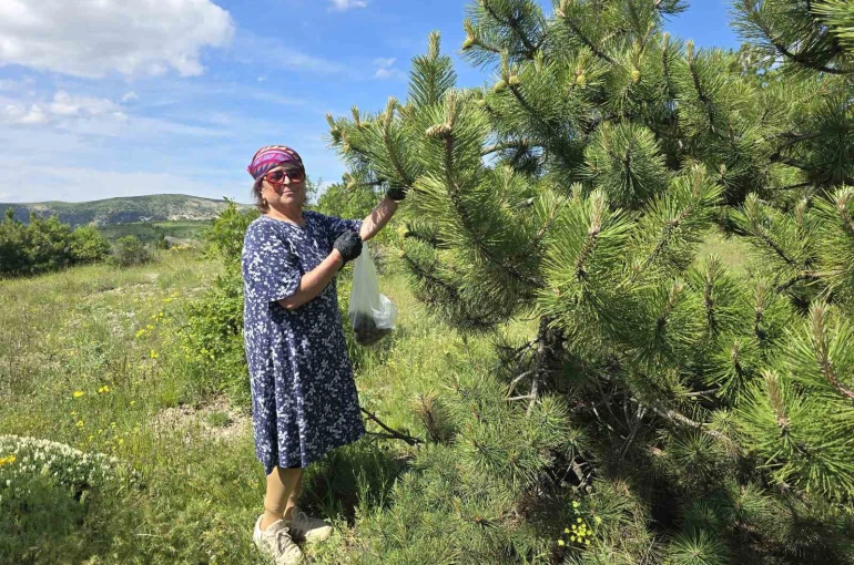 Yozgat’ta kozalağın reçeli ve sirkesinden sonra şimdi de turşusu yapıldı