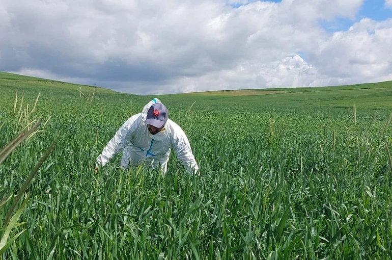 Yozgat’ta süne mücadelesi başladı