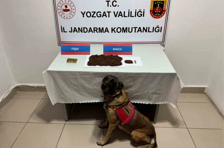 Yozgat’ta şüpheli şahsın aracında bonzai ele geçirildi