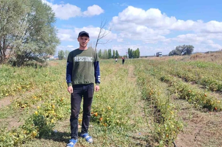 Yozgat’ta üniversite öğrencisi, ürettiği domatesleri tarlasında tüketicilerle buluşturuyor