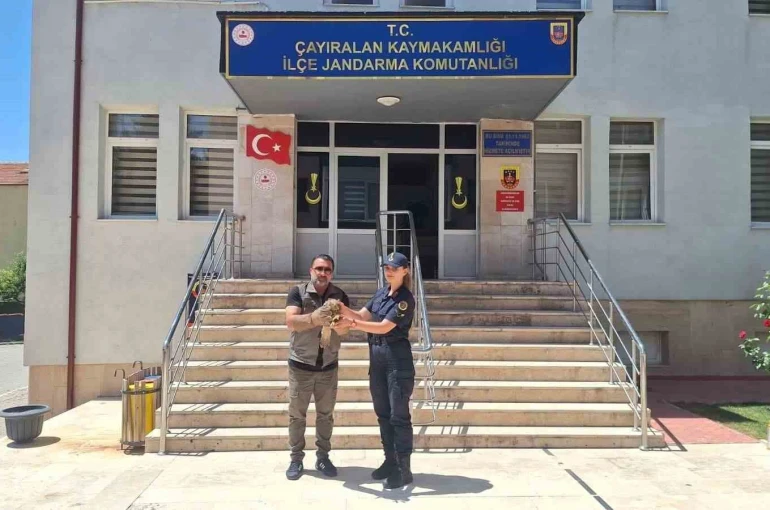Yozgat’ta yaralı şahin tedavi altına alındı