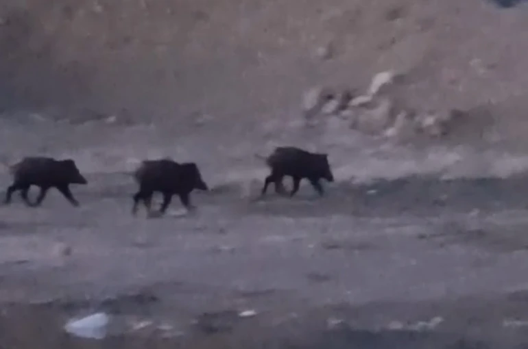 Yüksekova’da domuz sürüsü görüntülendi