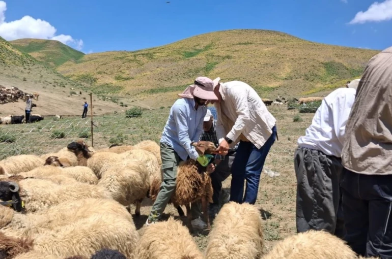 Yüksekova’da hayvanların aşılama ve kimliklendirme çalışmaları sürüyor