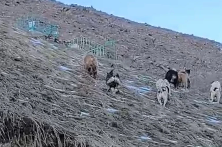 Yüksekova’da yerleşim yerine inen ayıları çoban köpekleri uzaklaştırdı