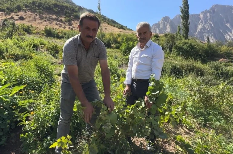 Yüksekova’da yerli üzümün merkezi: Yeşiltaş köyü