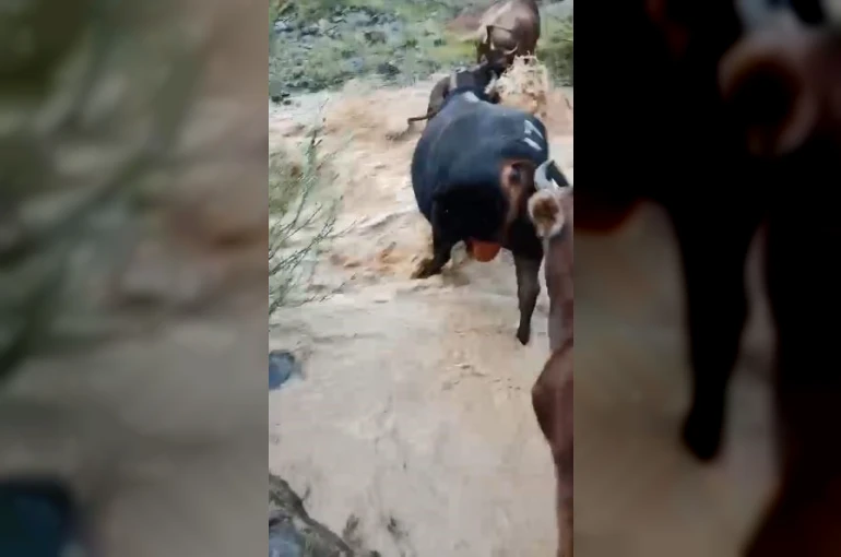 Yusufeli’nde taşan dereden geçen büyükbaş hayvanlar kamerada
