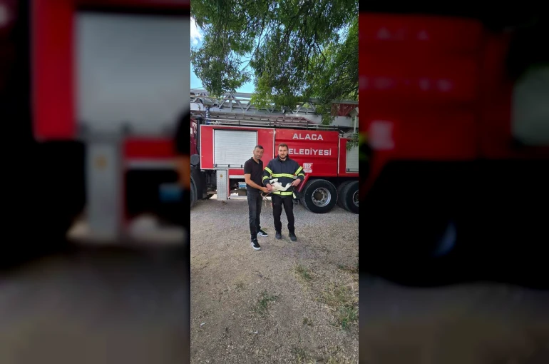 Yuvasında mahsur kalan leyleği itfaiye kurtardı