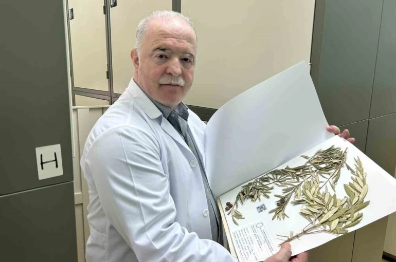 Zeytin ağacından gelen delil: Nuh’un Gemisi Cudi Dağı’nda