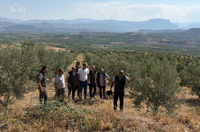 Zeytin ağaçlandırması orman köylüsüne gelir kapısı oluyor 