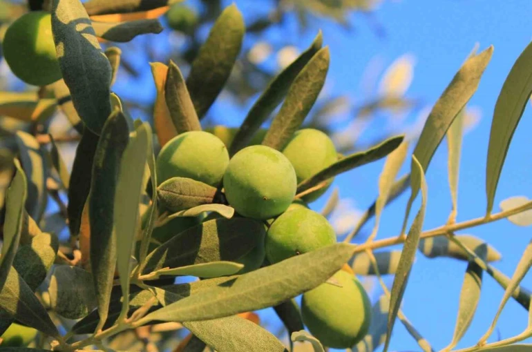 Zeytin alırken nelere dikkat etmeli; Oleolog Kıvrak açıkladı
