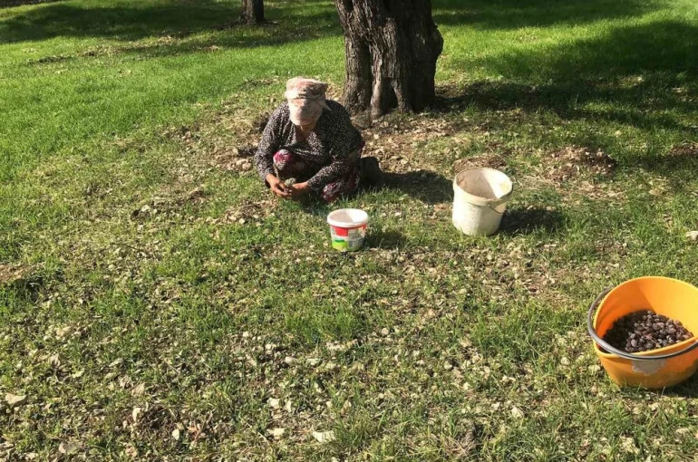 Zeytinin en doğal hali: Karaburun Furma Zeytini hasadı başladı