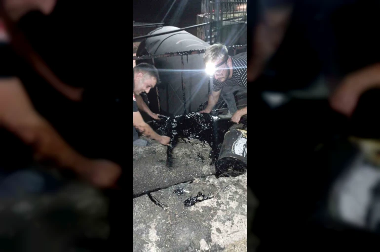Zift kazanına düşen köpek yarım saatlik müdahale sonrası kurtarıldı