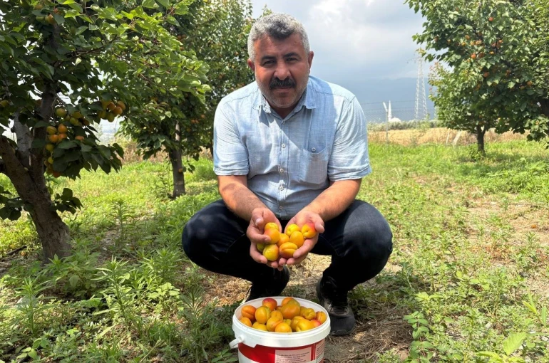 Ziraat mühendisinin tavsiyesiyle diktiği kayısıdan 6 yıldır ürün alıyor