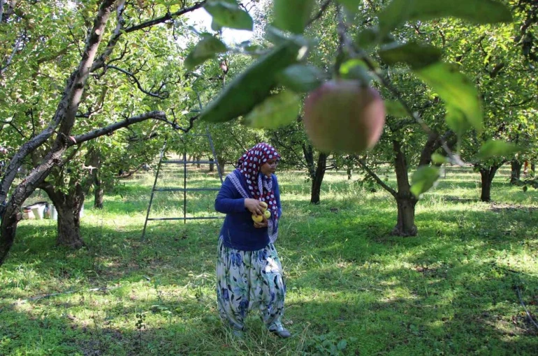 Zirai donun vurduğu Amasya misket elmasında bu yıl hasat yok